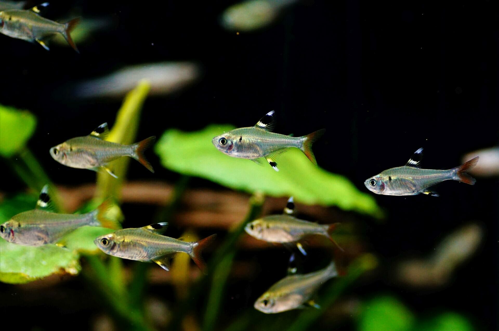 Imagem do Tetra Pristella